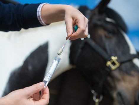 EquiSal Tapeworm test for yards