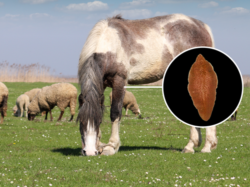 liverfluke in horses